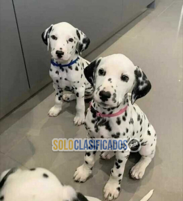 Solo Clasificados - Hermosos y saludables cachorros de Gran Danés disponibles - imagen: 1