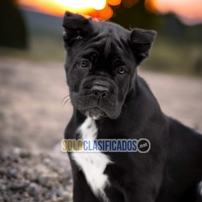 CANE CORSO NORTH C... 