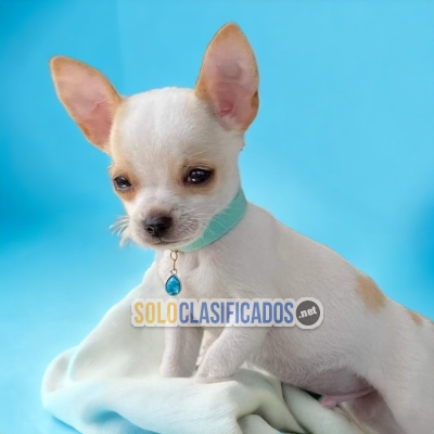 Bellos cachorros raza Chihuahua Cabeza de Manzana... 