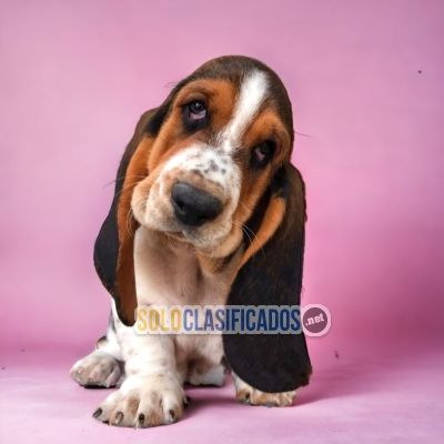 AVAILABLE  BASSET HOUND THE BEST PRICEBUY IT NOW... 