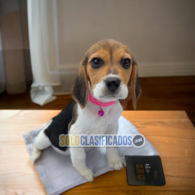 HERMOSOS CACHORROS BEAGLE HARRIER... 