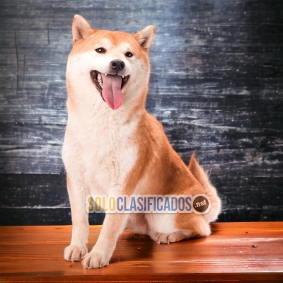 AKITA INU ( JAPONÉS) HAPPINESS FOR YOUR HOME... 