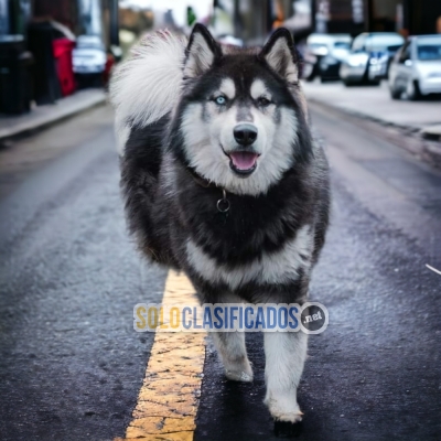 LINDO CACHORRO HUSKY SIBERIANO PARA SU HOGAR... 