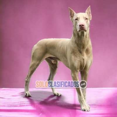 DOBERMAN BIG ISABELLA AVAILABLE NOW  THE BEST PRICE... 