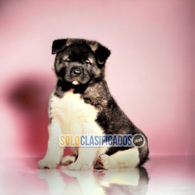 Beautiful puppies available AKITA AMERICANO... 