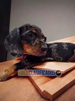 CUTE PUPPIES AVAILABLE SALCHICHA ARLEQUIN... 