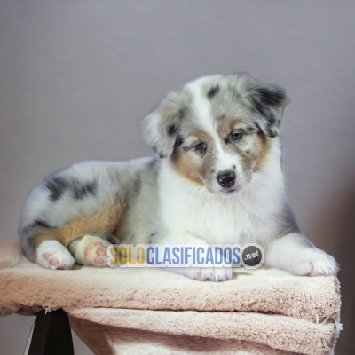 LOVELY BODER COLLIE EXOTIC PETS AVAILABLE NOW... 