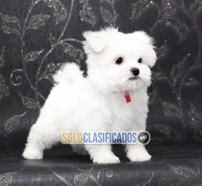 REGALO Bichon Maltes Mini Toy Para Adopcion... 