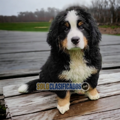 BEAUTIFUL BERNESE MOUNTAIN DOG... 