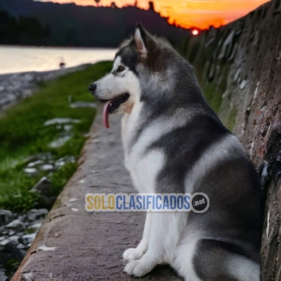 SALE OF BEUTIFUL PUPPIES OF ALASKAN MALAMUTE... 