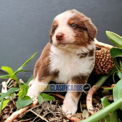 DULCES CACHORROS BORDER COLLIEN... 