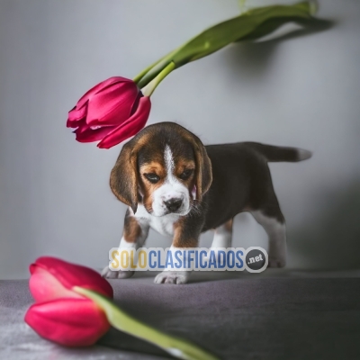 PRECIOUS PUPPIES BEAGLE POKET AMERICANO... 