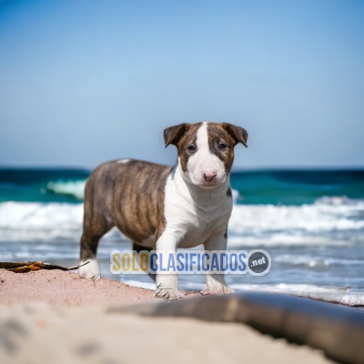 Beautiful puppies available: BULL TERRIER... 