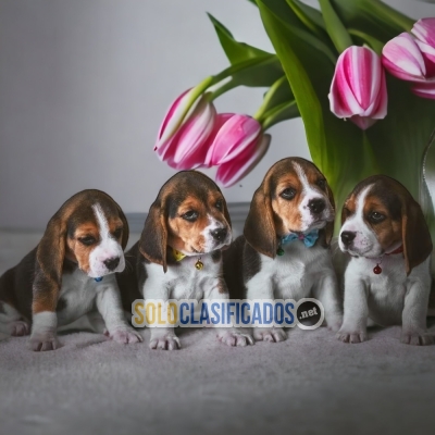 Beagle Poket Americano Unicos y Bellos Cachorros Disponibles... 
