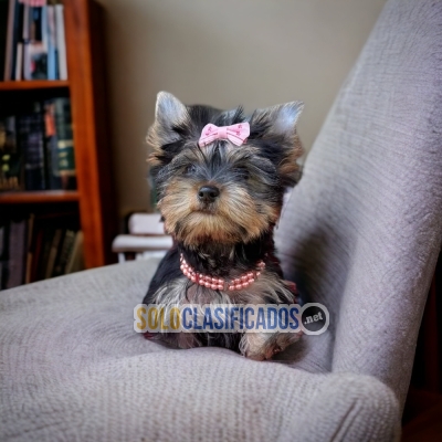 Yorkie Hermosos Cachorros... 