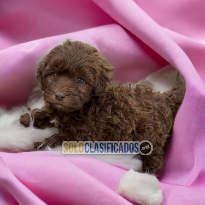 French Poodle Chocolate Nobles Cachorros... 