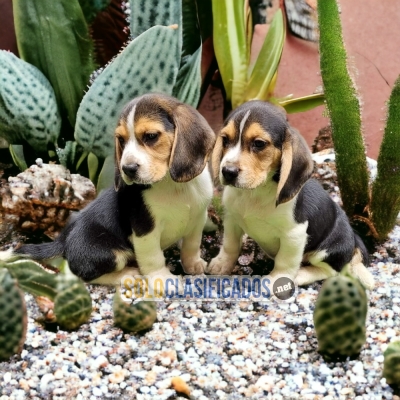 SALE  BEAGLE HARRIERS... 