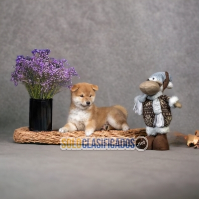 DISPONIBLES HERMOSOS AKITA INU ( JAPONÉS) / AKITA INU AVAILABLE... 