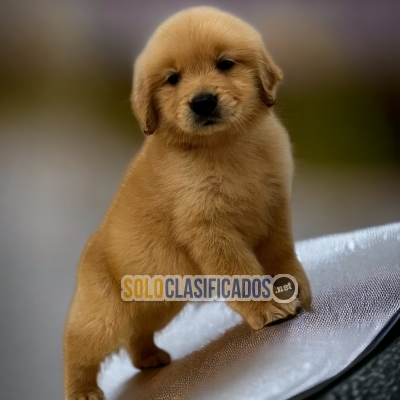 Golden Retriever Lindos Cachorros Para Su Familia... 