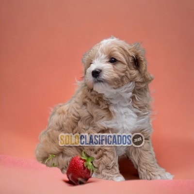 HERMOSO BICHON HABANERO... 