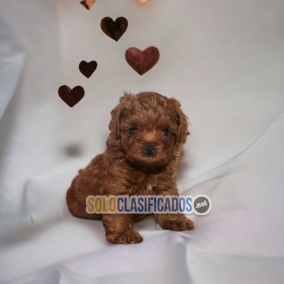 DISPONIBLES/AVAILABLE FRENCH POODLE RED... 