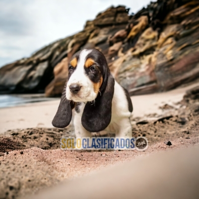 Encantadores y Cariñoso cachorros Basset Hound... 