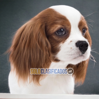 CAVALIER KING  HAPPINESS FOR YOUR HOME... 