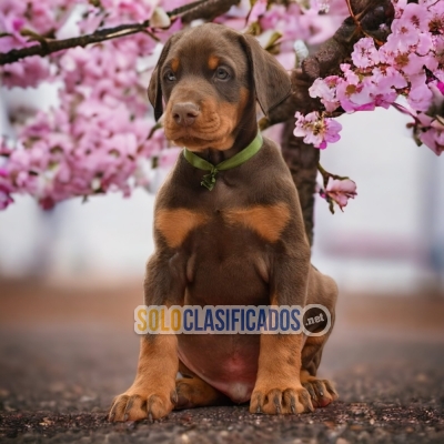 DOBERMAN GRANDE NEGRO FUEGO           IT WILL BE YOUR BEST COMPAN... 