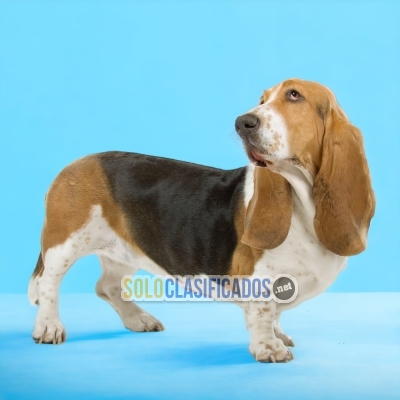 PRECIOSOS CACHORROS BASSET HOUND... 