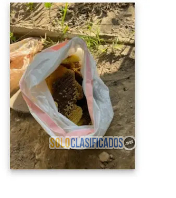 Solo Clasificados - Henrys     Bees     Removal      Service - imagen: 2