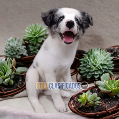 BORDER COLLIE EXOTICO HAPPINESS FOR YOUR HOME... 