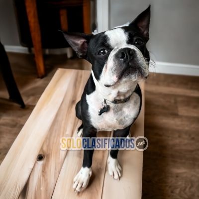 Boston Terrier Disponible aqui Boston Terrier... 