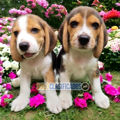 LINDO CACHORRITO BEAGLE HARRIER DISPONIBLE PARA TODA TU FAMILIA... 