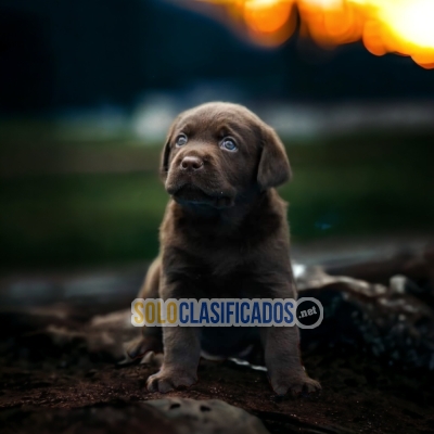 LABRADOR RETRIEVIER BEIGE Y NEGRO... 