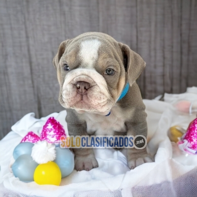 Beautiful puppies available now: Exotic English Bulldog... 