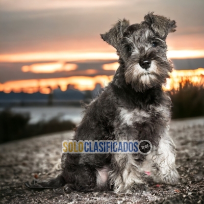SCHNAUZER GIGANTE    IT WILL BE YOUR COMPANION AND BEST COMPANY F... 