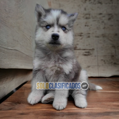 HUSKY SIBERIANO DISPONIBLE NORTH CAROLINA YA... 