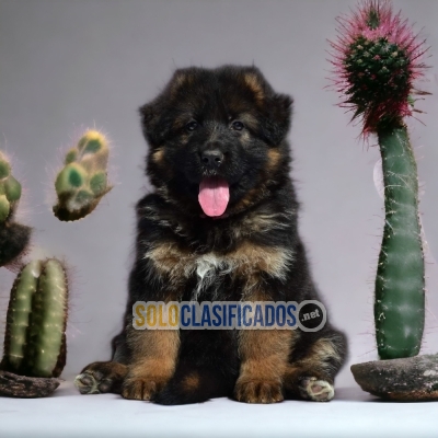 Precioso cachorro  pastor  alemán para su hogar... 