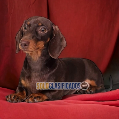 DACHSHUND CHOCOLATE  AVAILABLE NOW  THE BEST PRICE... 
