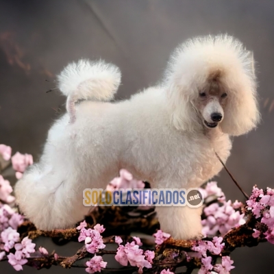 BEAUTIFUL FRENCH POODLE NORMAL PUPPY FOR SALE... 