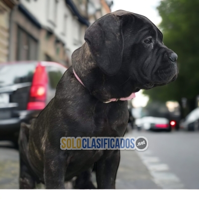 HERMOSO FILA BRASILEÑO ilinois... 