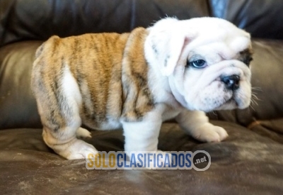 Cachorros de bulldog inglés en miniatura bien socializados... 