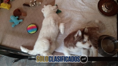 cachorros husky muy cariñoso y juguetón!...