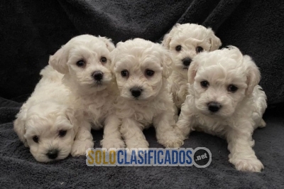 Impresionantes cachorros Kc Reg Bichon**... 