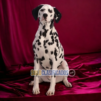 DALMATA       LIKE DOG LOVE THERE IS NONE... 