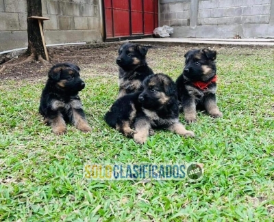 Raza de cachorros Pastor Alemán... 