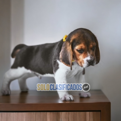 Tierno BEAGLE POKET AMERICANO... 