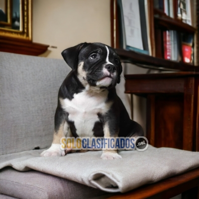 Sweet AMERICAN BULLY for family... 