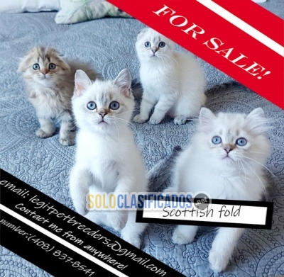 Scottish fold kittens for sale now... 