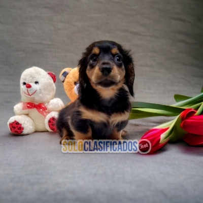 WONDERFUL PUPPIES LONG HAIR DACHSHUND... 